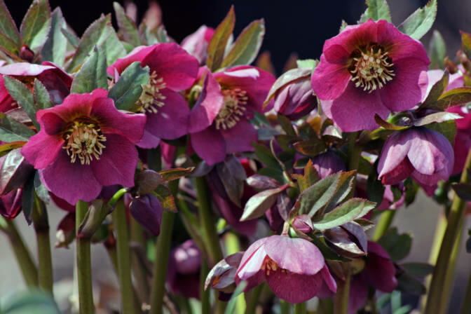 Čemeřice nachová - Helleborus purpurascens