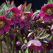Čemeřice nachová - Helleborus purpurascens