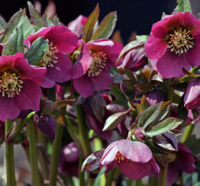 Čemeřice nachová - Helleborus purpurascens