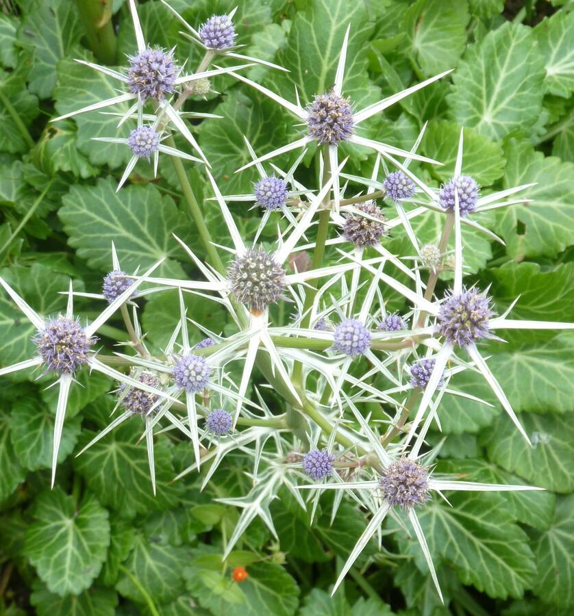 Máčka různolistá - Eryngium variifolium