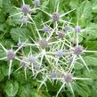 Máčka různolistá - Eryngium variifolium