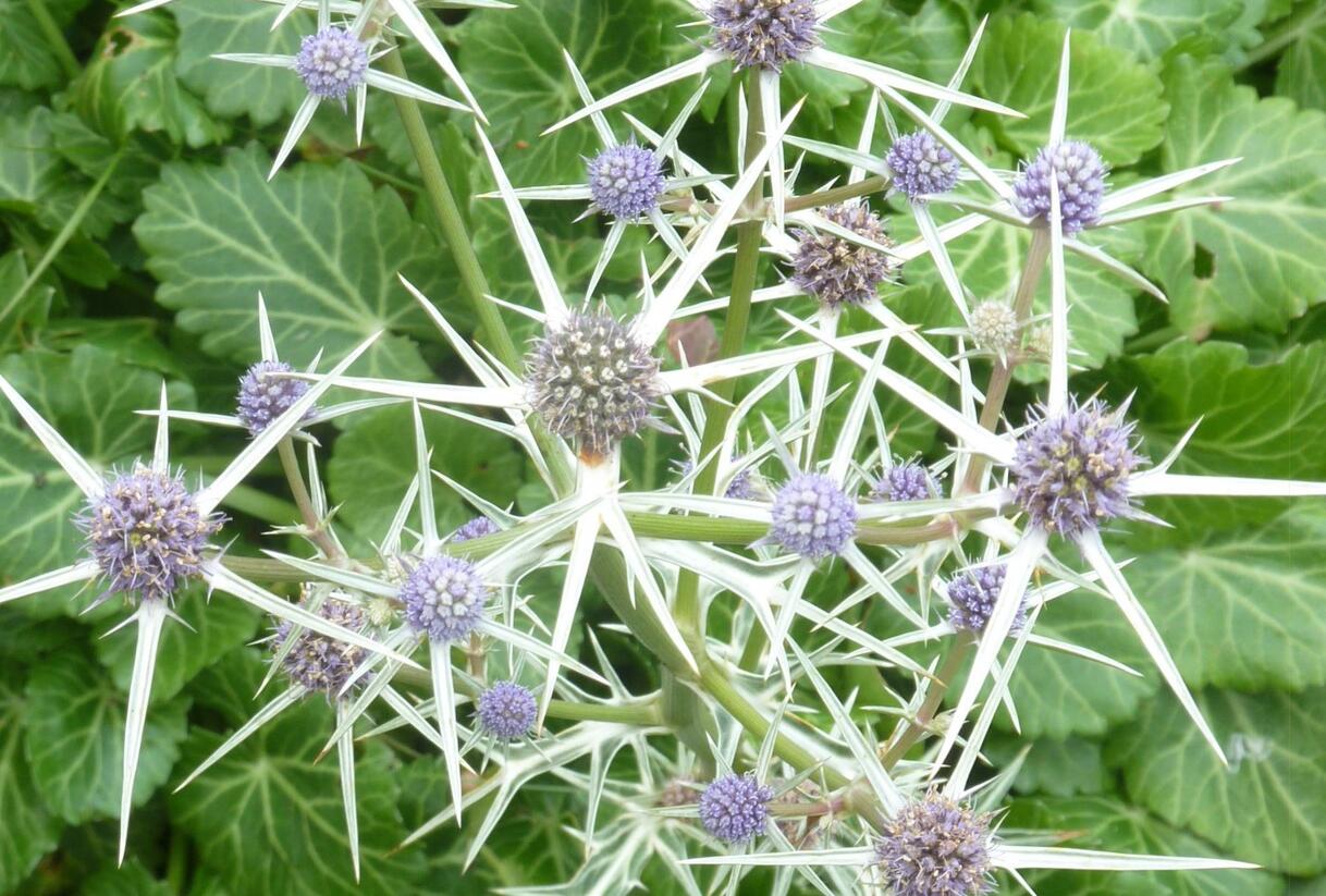 Máčka různolistá - Eryngium variifolium