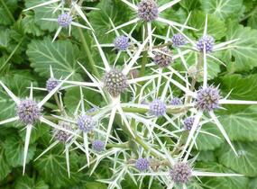 Máčka různolistá - Eryngium variifolium