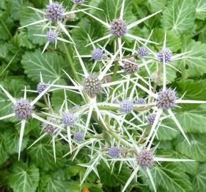 Máčka různolistá - Eryngium variifolium