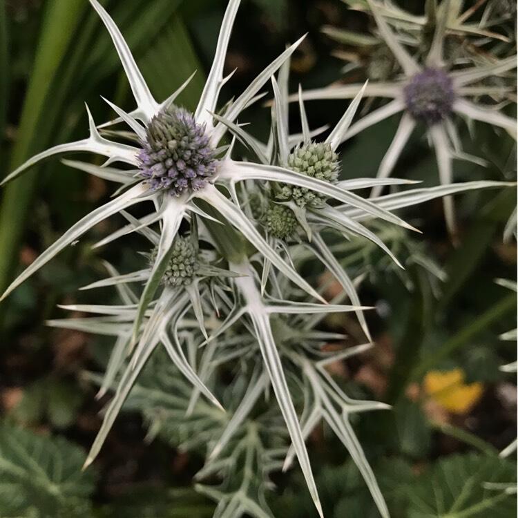 Máčka různolistá - Eryngium variifolium