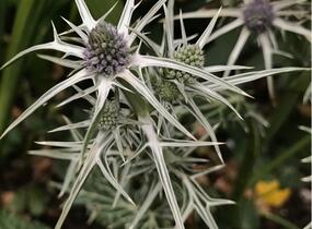 Máčka různolistá - Eryngium variifolium