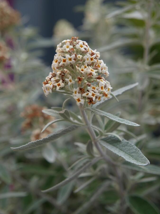 Motýlí keř, Komule Davidova 'Silver Anniversary' - Buddleja davidii 'Silver Anniversary'