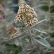 Motýlí keř, Komule Davidova 'Silver Anniversary' - Buddleja davidii 'Silver Anniversary'