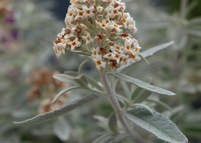 Motýlí keř, Komule 'Silver Anniversary' - Buddleia 'Silver Anniversary'