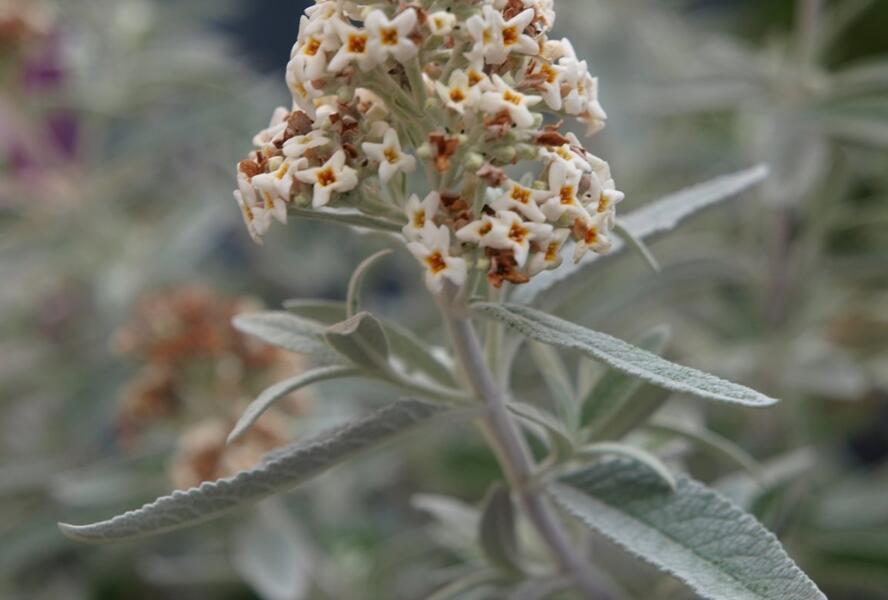 Motýlí keř, Komule Davidova 'Silver Anniversary' - Buddleja davidii 'Silver Anniversary'