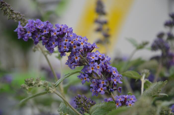 Motýlí keř, Komule Davidova 'Blue Heaven' ( Free Petite®) - Buddleja davidii 'Blue Heaven' ( Free Petite®)