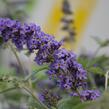 Motýlí keř, Komule Davidova 'Blue Heaven' ( Free Petite®) - Buddleja davidii 'Blue Heaven' ( Free Petite®)