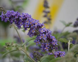 Motýlí keř, Komule Davidova 'Blue Heaven' ( Free Petite®)