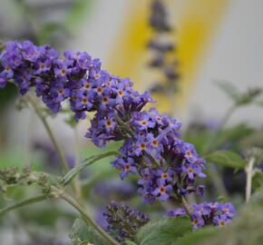 Motýlí keř, Komule Davidova 'Blue Heaven' ( Free Petite®) - Buddleja davidii 'Blue Heaven' ( Free Petite®)