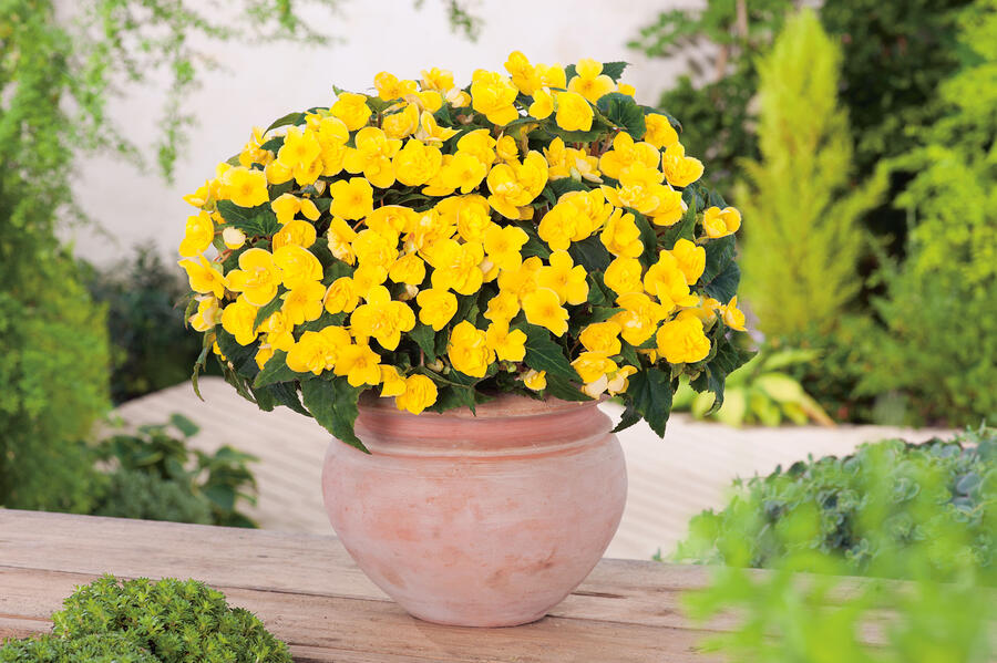 Begónie hlíznatá 'Beluga Yellow' - Begonia tuberhybrida 'Beluga Yellow'