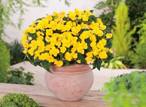 Begónie hlíznatá 'Beluga Yellow' - Begonia tuberhybrida 'Beluga Yellow'