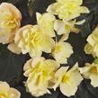 Begónie hlíznatá 'Beluga Yellow' - Begonia tuberhybrida 'Beluga Yellow'