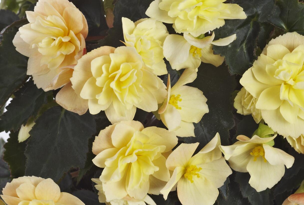 Begónie hlíznatá 'Beluga Yellow' - Begonia tuberhybrida 'Beluga Yellow'