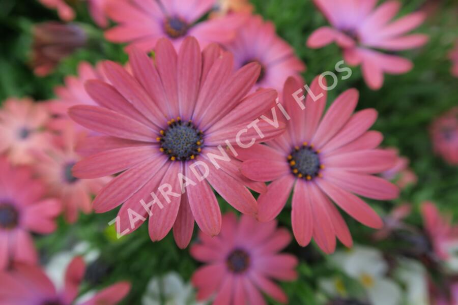 Dvoutvárka 'Serenity Rose Magic' - Osteospermum ecklonis 'Serenity Rose Magic'