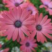 Dvoutvárka 'Serenity Rose Magic' - Osteospermum ecklonis 'Serenity Rose Magic'