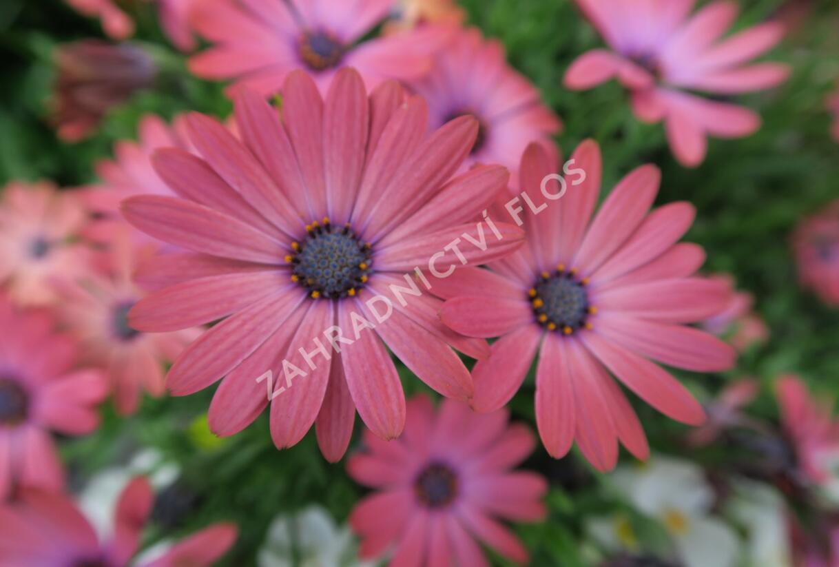 Dvoutvárka 'Serenity Rose Magic' - Osteospermum ecklonis 'Serenity Rose Magic'