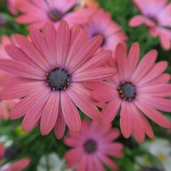 Dvoutvárka 'Serenity Rose Magic' - Osteospermum ecklonis 'Serenity Rose Magic'