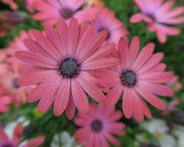 Dvoutvárka 'Serenity Rose Magic'
