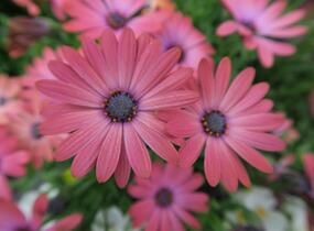 Dvoutvárka 'Serenity Rose Magic' - Osteospermum ecklonis 'Serenity Rose Magic'