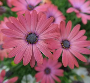 Dvoutvárka 'Serenity Rose Magic' - Osteospermum ecklonis 'Serenity Rose Magic'