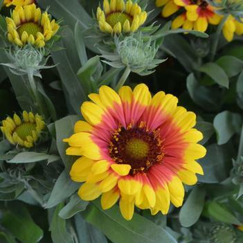 Kokarda osinatá 'Sunrita Yellow Red Ring' - Gaillardia aristata 'Sunrita Yellow Red Ring'