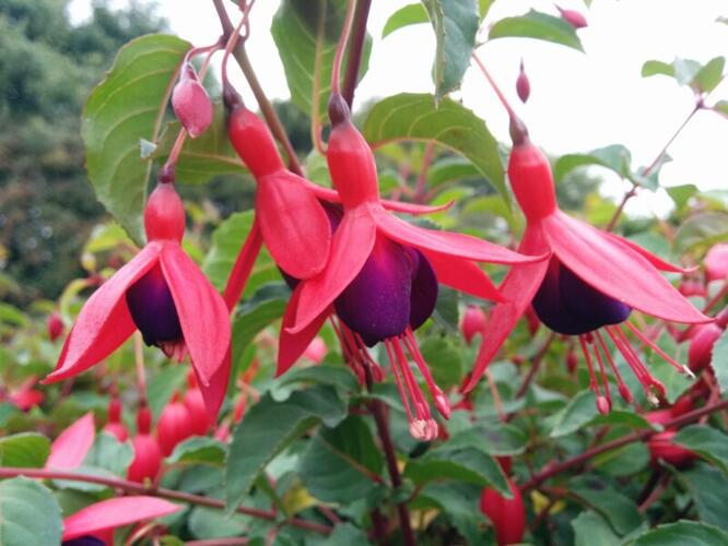 Fuchsie, čílko 'Mrs Popple' - Fuchsia magellanica 'Mrs Popple'