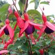 Fuchsie, čílko 'Mrs Popple' - Fuchsia magellanica 'Mrs Popple'