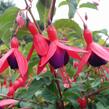 Fuchsie, čílko 'Mrs Popple' - Fuchsia magellanica 'Mrs Popple'