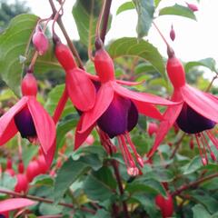 Fuchsie, čílko 'Mrs Popple' - Fuchsia magellanica 'Mrs Popple'