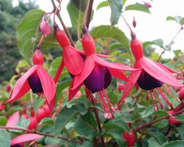 Fuchsie, čílko 'Mrs Popple'