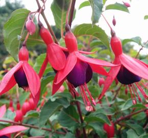 Fuchsie, čílko 'Mrs Popple' - Fuchsia magellanica 'Mrs Popple'