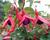 Fuchsie, čílko 'Mrs Popple'