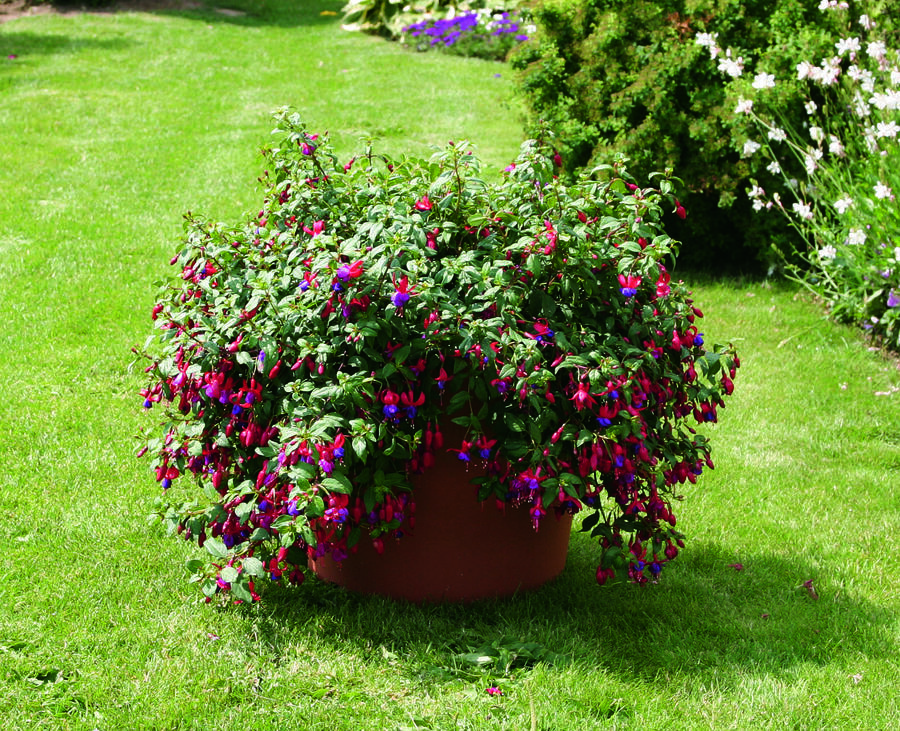 Fuchsie, čílko 'Multa' - Fuchsia hybrida 'Multa'