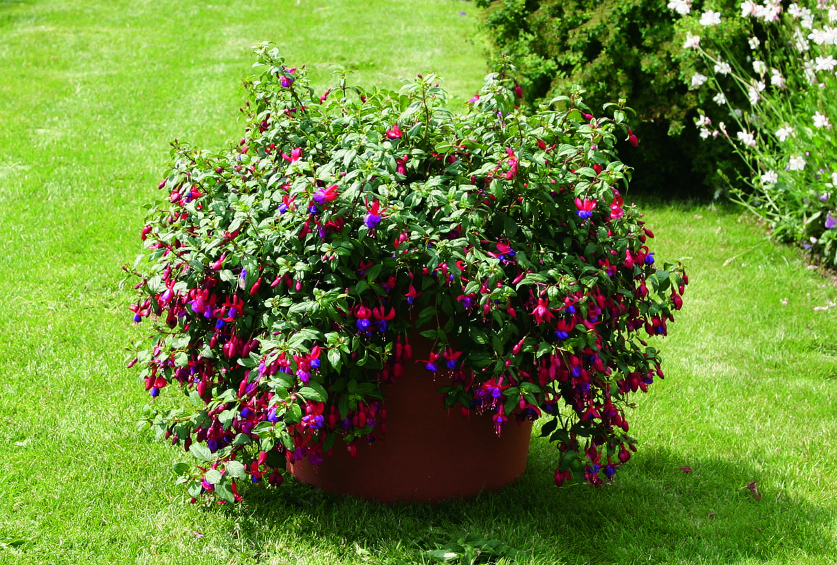 Fuchsia Multa Fuchsie, čílko 'Multa' - Fuchsia hybrida 'Multa' | Zahradnictví FLOS