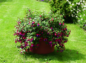 Fuchsie, čílko 'Multa' - Fuchsia hybrida 'Multa'