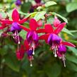 Fuchsie, čílko 'Multa' - Fuchsia hybrida 'Multa'