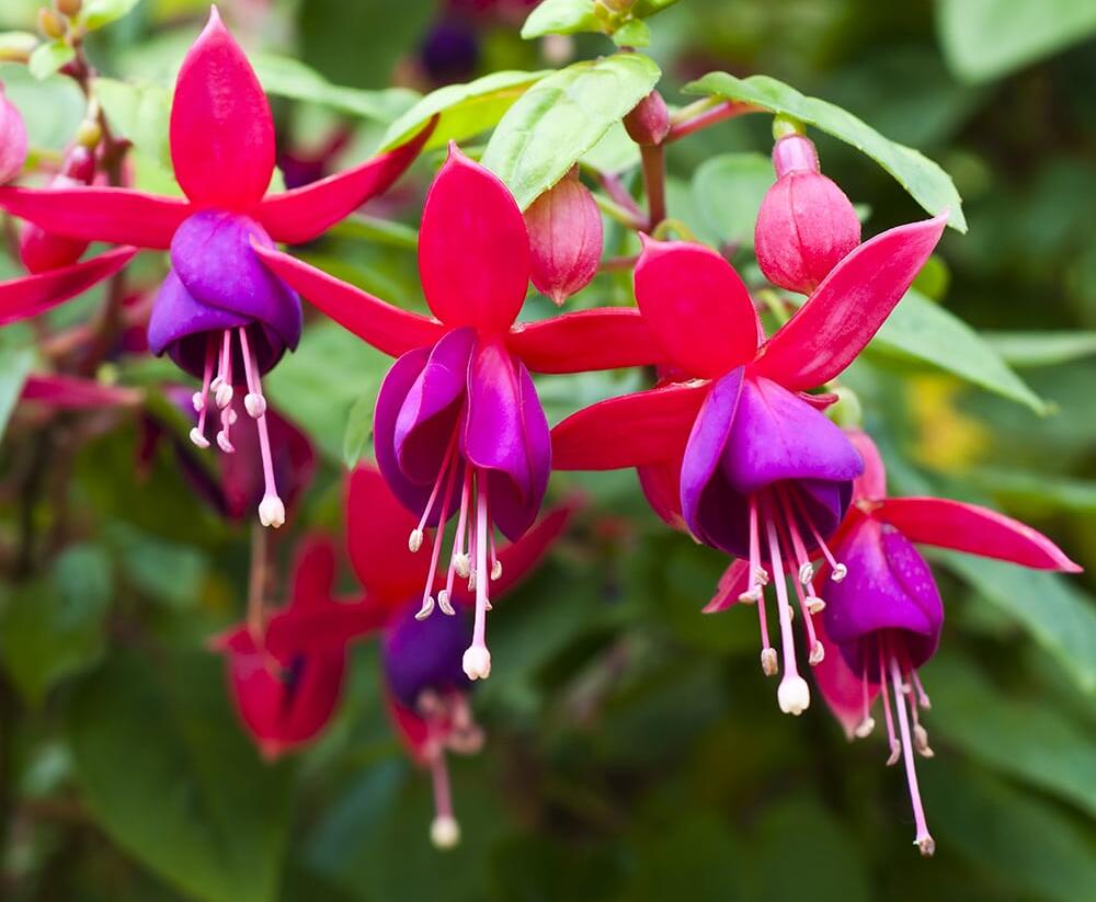 Fuchsie, čílko 'Multa' - Fuchsia hybrida 'Multa'