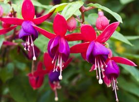 Fuchsie, čílko 'Multa' - Fuchsia hybrida 'Multa'