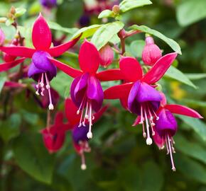 Fuchsie, čílko 'Multa' - Fuchsia hybrida 'Multa'