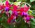 Fuchsie, čílko 'Multa'