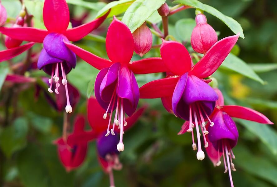 Fuchsie, čílko 'Multa' - Fuchsia hybrida 'Multa'