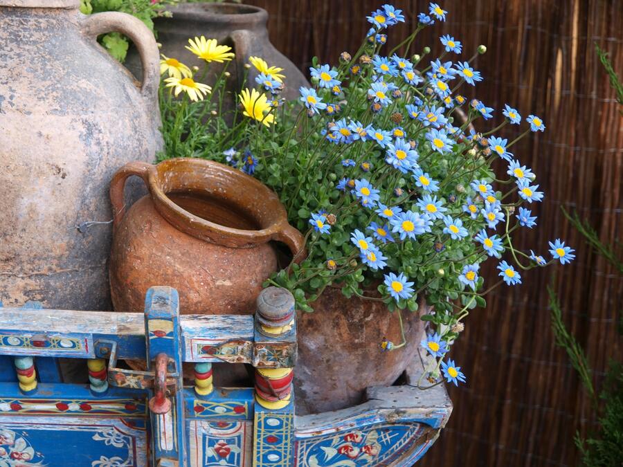 Felicie kapská 'Felicitara Blue' - Felicia amelloides 'Felicitara Blue'