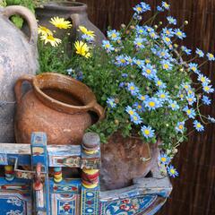 Felicie kapská 'Felicitara Blue' - Felicia amelloides 'Felicitara Blue'