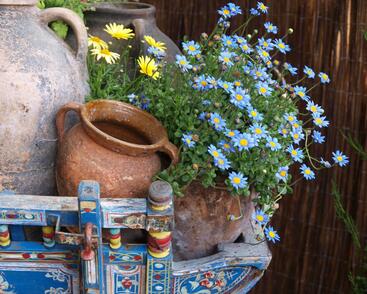 Felicie kapská 'Felicitara Blue'