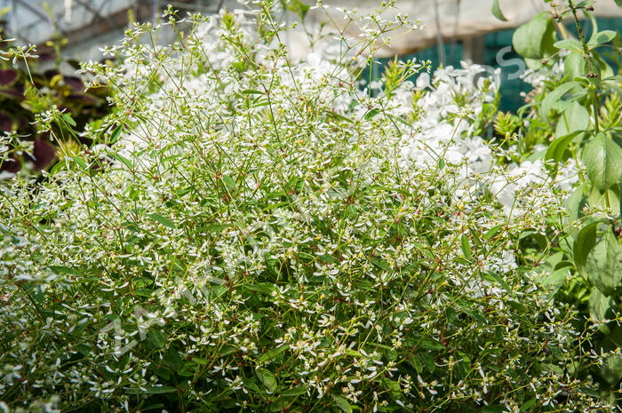 Pryšec třezalkovitý 'Silver Fog' - Euphorbia hypericifolia 'Silver Fog'